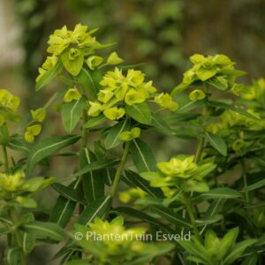 Euphorbia wallichii