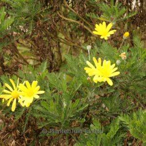 Euryops pectinatus