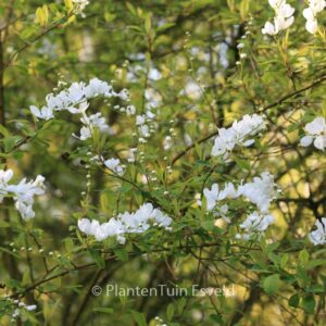 Exochorda korolkowii