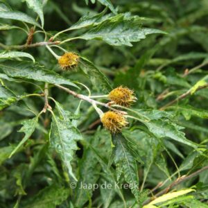 Fagus sylvatica 'Asplenifolia'