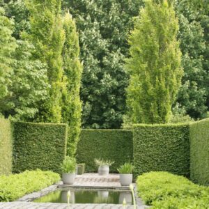 Fagus sylvatica 'Dawyck Gold'