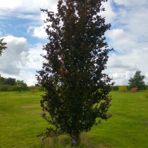 Fagus sylvatica 'Dawyck Purple'