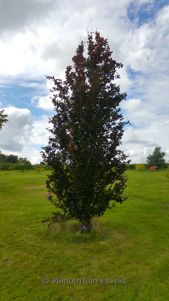 Fagus sylvatica 'Dawyck Purple'