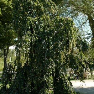 Fagus sylvatica 'Pendula'