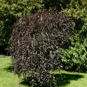 Fagus sylvatica 'Purpurea Pendula'