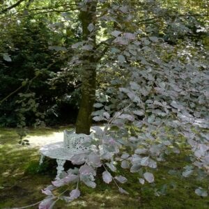 Fagus sylvatica 'Purpurea Tricolor'