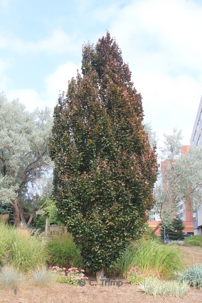 Fagus sylvatica 'Rohan Obelisk'