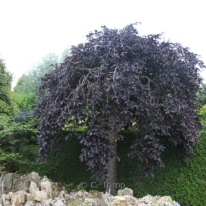 Fagus sylvatica 'Rohan Weeping'