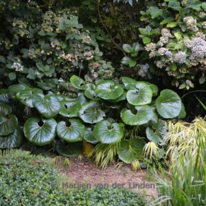 Farfugium japonicum giganteum