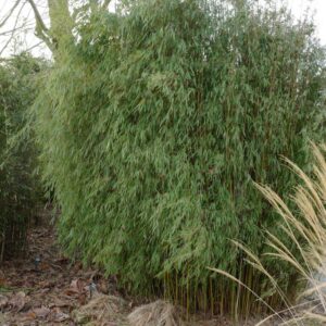 Fargesia 'Jiu' ('Jiuzhaigou 1')