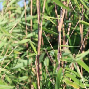 Fargesia nitida 'Black Pearl'