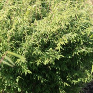 Fargesia nitida 'Volcano'