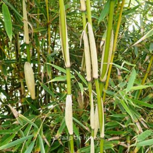 Fargesia robusta 'Campbell'