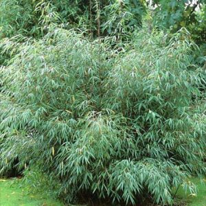 Fargesia scabrida 'Asian Wonder'