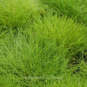 Festuca gautieri 'Pic Carlit'