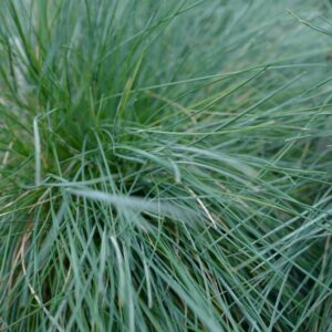 Festuca glauca 'Casblue' (INTENSE BLUE)