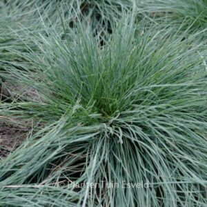 Festuca glauca 'Elijah Blue'
