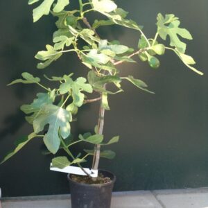 Ficus carica 'Bornholms Diamant'