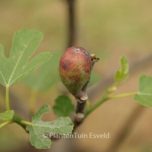 Ficus carica 'Brown Turkey'