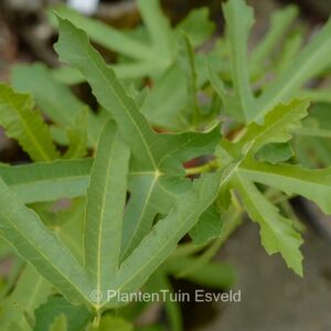 Ficus carica 'Laciniata'