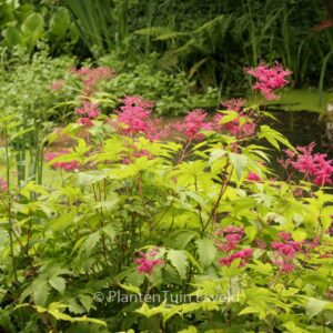 Filipendula 'Kahome'