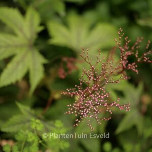 Filipendula 'Red Umbrellas'