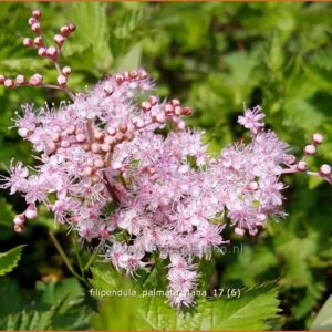 Filipendula palmata 'Nana'