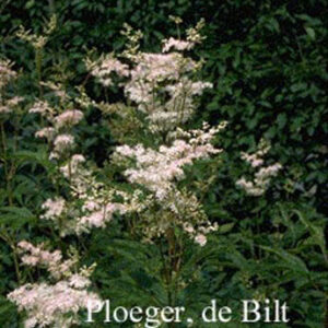 Filipendula purpurea 'Elegans'