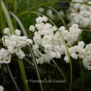 Filipendula vulgaris