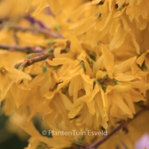 Forsythia 'Courtasol' (MAREE D'OR)