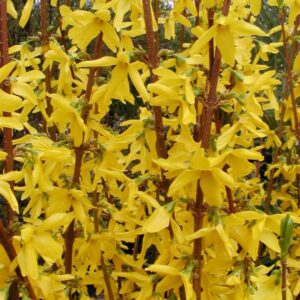 Forsythia intermedia 'Lynwood'