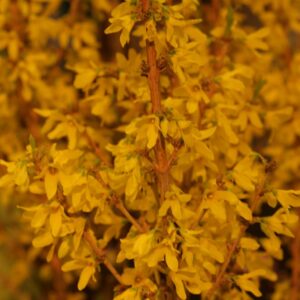Forsythia intermedia 'Minfor6' (MIKADOR)