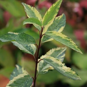 Forsythia intermedia 'Variegata'