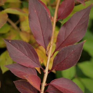 Forsythia ovata 'Marie-Louise'