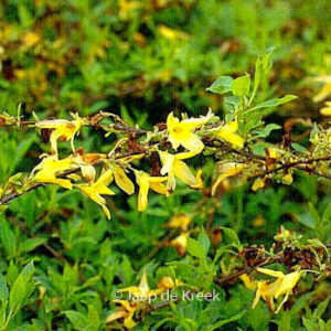 Forsythia viridissima koreana