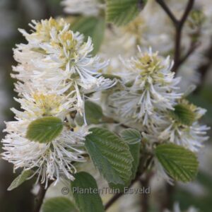 Fothergilla intermedia 'Blue Shadow'