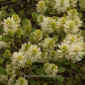 Fothergilla major