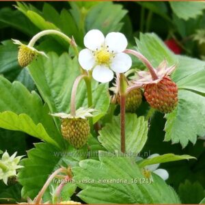 Fragaria vesca 'Alexandria'