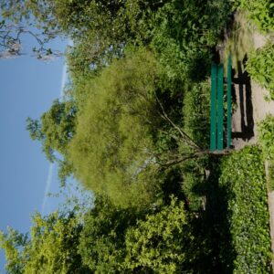 Frangula alnus 'Aspleniifolia'