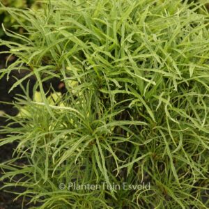 Frangula alnus 'Ron Williams' (FINE LINE)