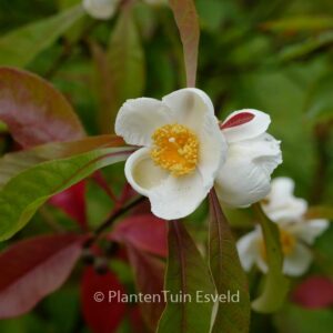 Franklinia alatamaha