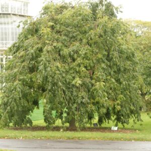 Fraxinus excelsior 'Pendula'