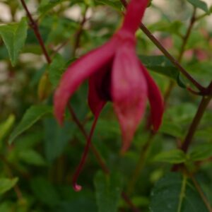 Fuchsia 'De Groot's Dream'