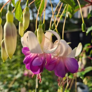 Fuchsia 'Delta's Sarah'
