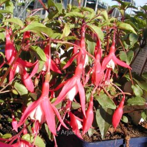 Fuchsia 'Mad. Cornelissen'