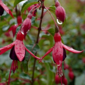 Fuchsia 'Mrs. Popple'