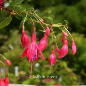 Fuchsia 'Son of Thumb'
