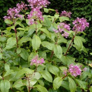 Fuchsia arborescens
