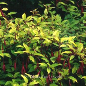 Fuchsia magellanica 'Aurea'