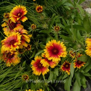 Gaillardia 'Kobold'